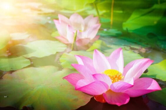Beautiful Pink Lotus Flower Nature With Sunrise Background 1024x682 Beautiful Pink Lotus Flower Nature With Sunrise Background 1024x682