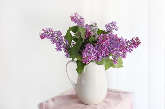 Jug With Beautiful Lilac Flowers Indoors Jug With Beautiful Lilac Flowers Indoors