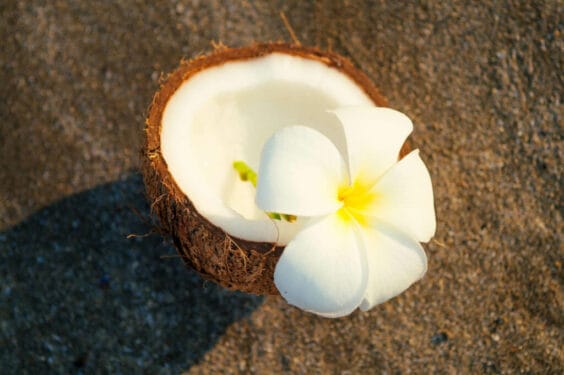 Tropical Fresh Open Coconut Dry Decorated White Plumeria White Beach 1 1024x682 Tropical Fresh Open Coconut Dry Decorated White Plumeria White Beach 1 1024x682