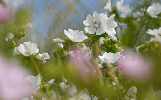 מאסק לבן גודל נכון לאתר 1 מאסק לבן גודל נכון לאתר 1