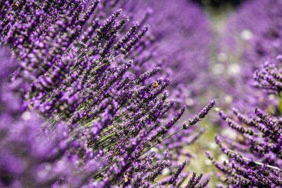 ניחוח לבנדר צרפתי 1 1024x683 ניחוח לבנדר צרפתי 1 1024x683